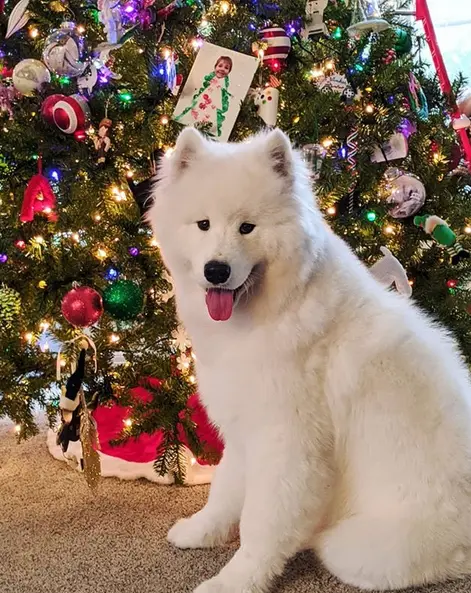 samoyed-5.jpg.webp