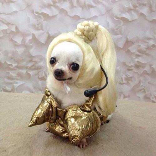 costume-dogs-music-madonna-drag-7886032640