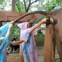 Pooping Fail GIF by raymond wong