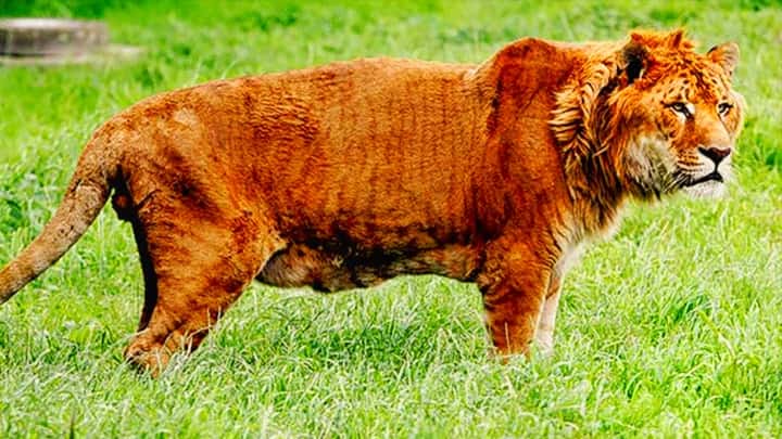 ligers-germany.jpg