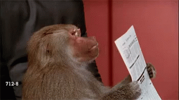 baboon-newspaper.gif