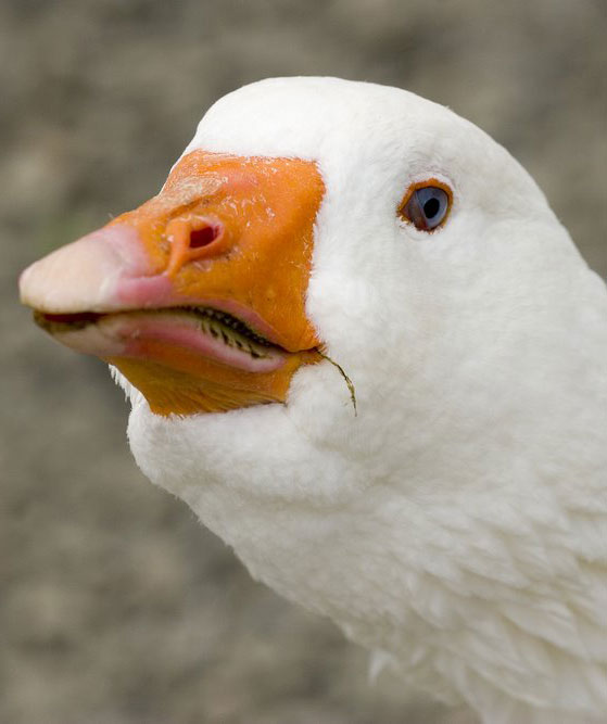 Embden-Goose.jpg
