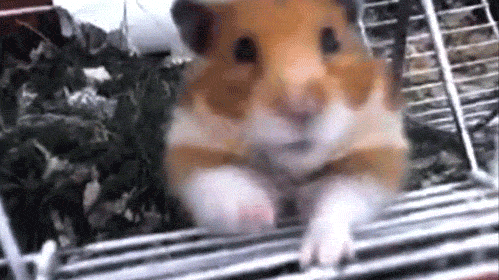 dqbb9P7.gif