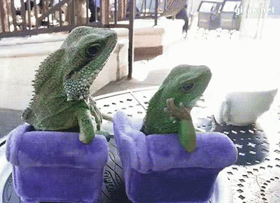 lizard-whats-up.gif