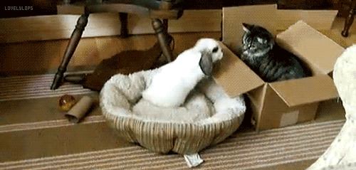 tumblr_m8kj35NtD81r88lw6o1_500.gif
