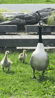 Exploring New York GIF by Kimmy Ramone